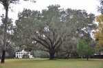 Wedding%20Tree.jpg