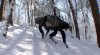 bigdog-580x321.jpg