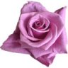 SterlingRose44