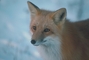 FoX avatar