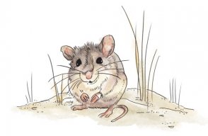 beachmouse avatar