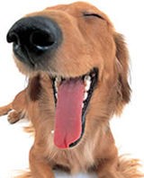 tailwagger avatar