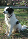 katie blue avatar