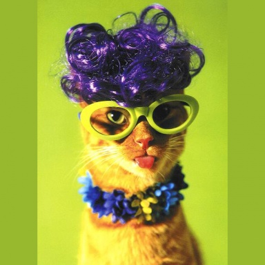 Miss Kitty avatar