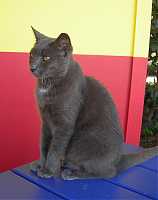 Suncat avatar