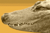 Beach Runner avatar
