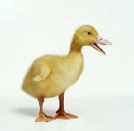 JustDucky avatar