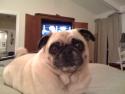 puglet avatar