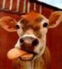Freegrazer avatar