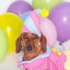 weeniedawg avatar