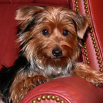 ZoeGirl avatar