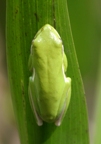 TreeFrog avatar