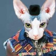 Mr Kitty avatar