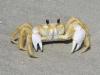ghost crab avatar