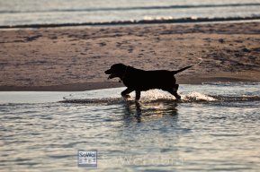 surfdog avatar