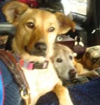BMB Waterdog avatar