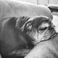 Beach and Pug lover avatar