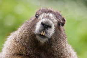 Marmot avatar