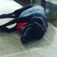 sleepswithdogs avatar