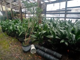 Thomas Hicks Nursery avatar