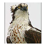 Wesleighp avatar