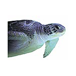 NasCartsofSandestin avatar