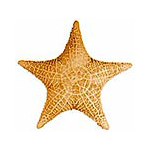 Seashell36 avatar