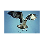 josephparsons avatar