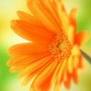 daisy avatar