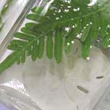 SeaFern avatar