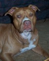 Red Dawg avatar
