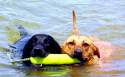 4dogs avatar