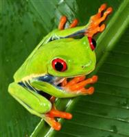 summerfrog avatar