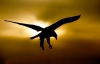 FLSentinel avatar