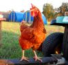 twinoaksfarm avatar