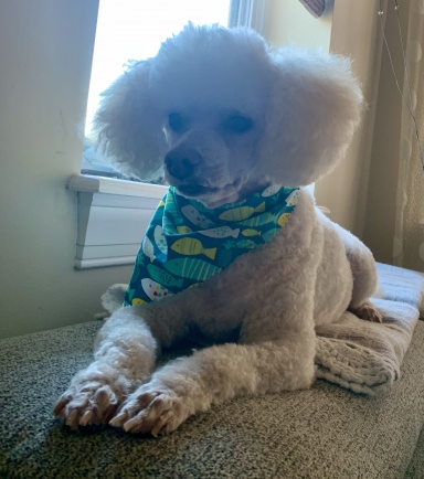 beachpoodle avatar